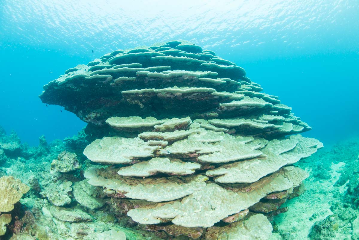 フカアナハマサンゴ 辺野古 大浦湾 水中写真撮影 空 良太郎