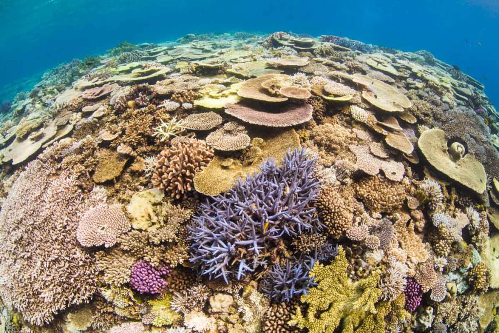 水納島「ポートサイド」の浅瀬の珊瑚