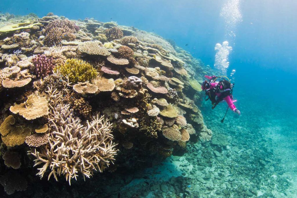 水納島「ポートサイド」の珊瑚とダイバー