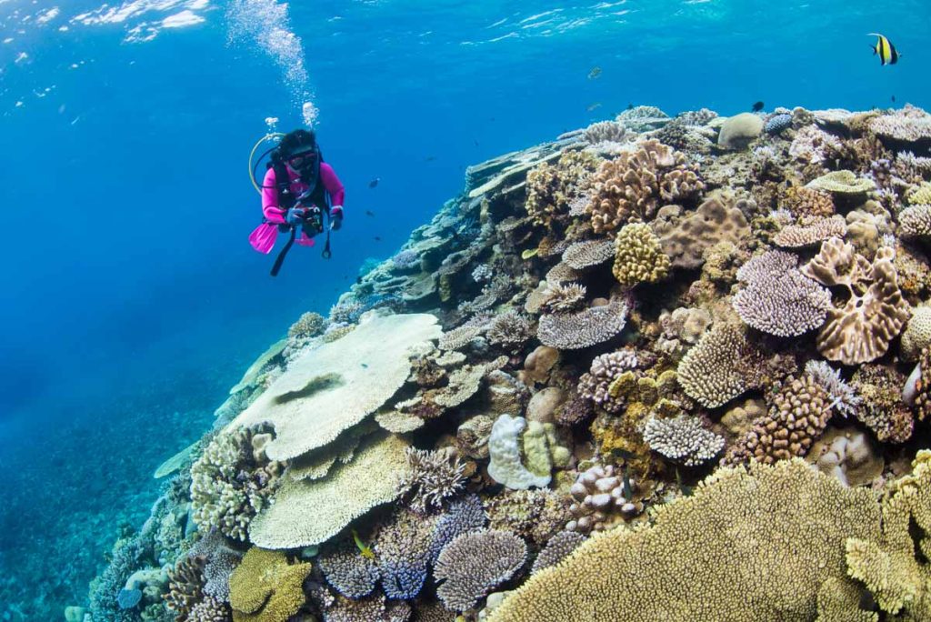 水納島「ポートサイド」の珊瑚とダイバー ③