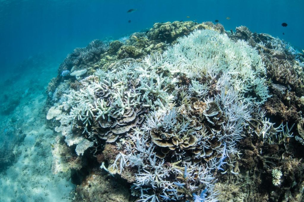 沖縄本部町のサンゴ白化現象・浅瀬の9割が白化 ③