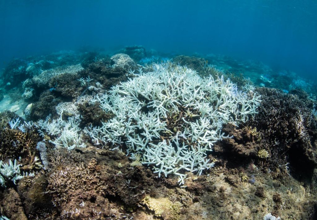 沖縄本部町のサンゴ白化現象・浅瀬の9割が白化