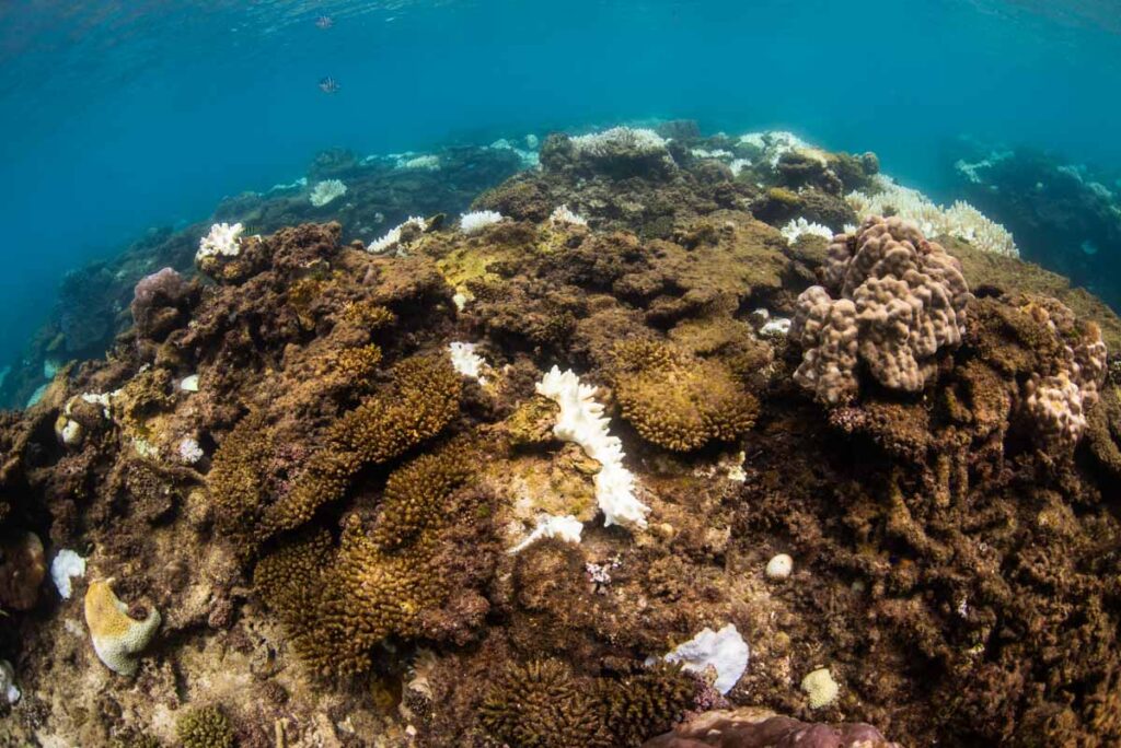 沖縄本部町のサンゴ白化現象・浅瀬の9割が死滅 ⑤