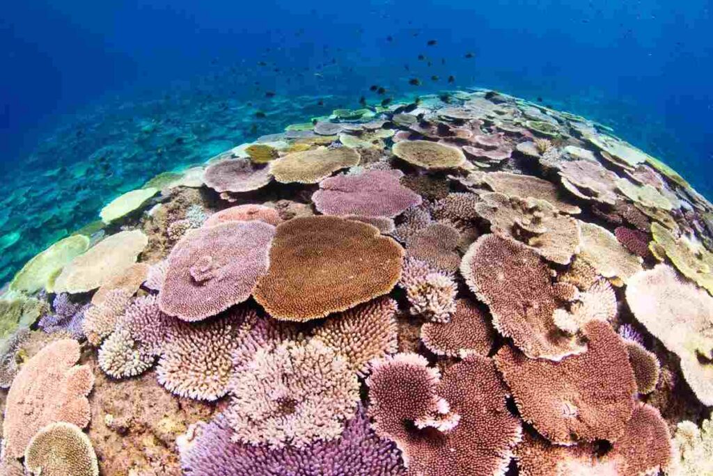 美ら海水族館の沖・秘密基地のサンゴ