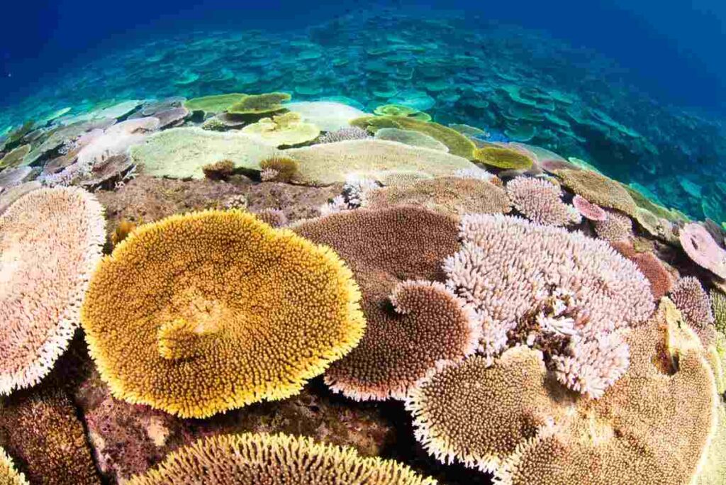 美ら海水族館の沖・秘密基地のサンゴ ②