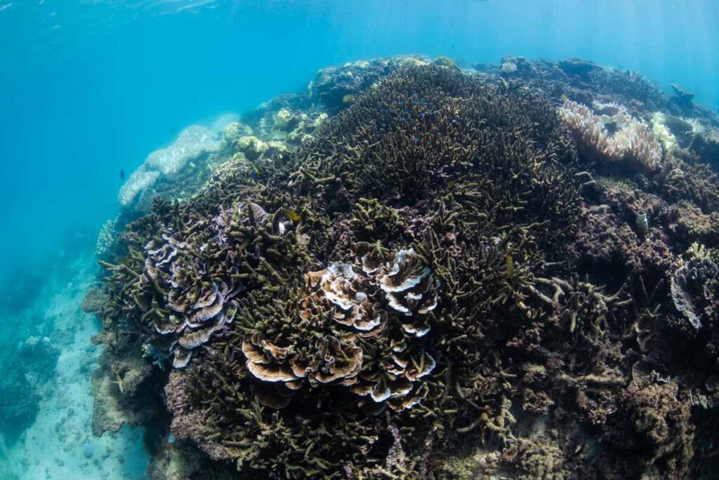 沖縄本部町のサンゴ白化現象・浅瀬の9割が死滅