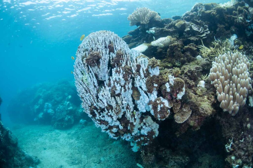 沖縄本部町のサンゴ白化現象・浅瀬の9割が死滅 ④