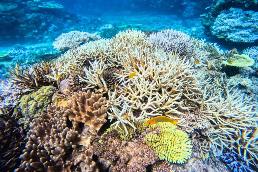 水納島・白化した浅瀬のサンゴ