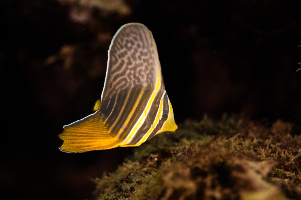 ヒレナガハギの幼魚・奥武島