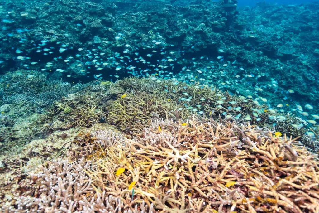 大浦湾の珊瑚とデバスズメダイ・辺野古新基地の埋め立て