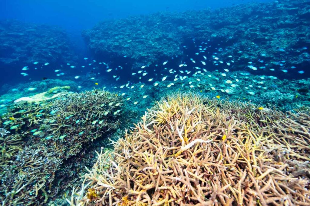 大浦湾の珊瑚とデバスズメダイ②・辺野古新基地の埋め立て